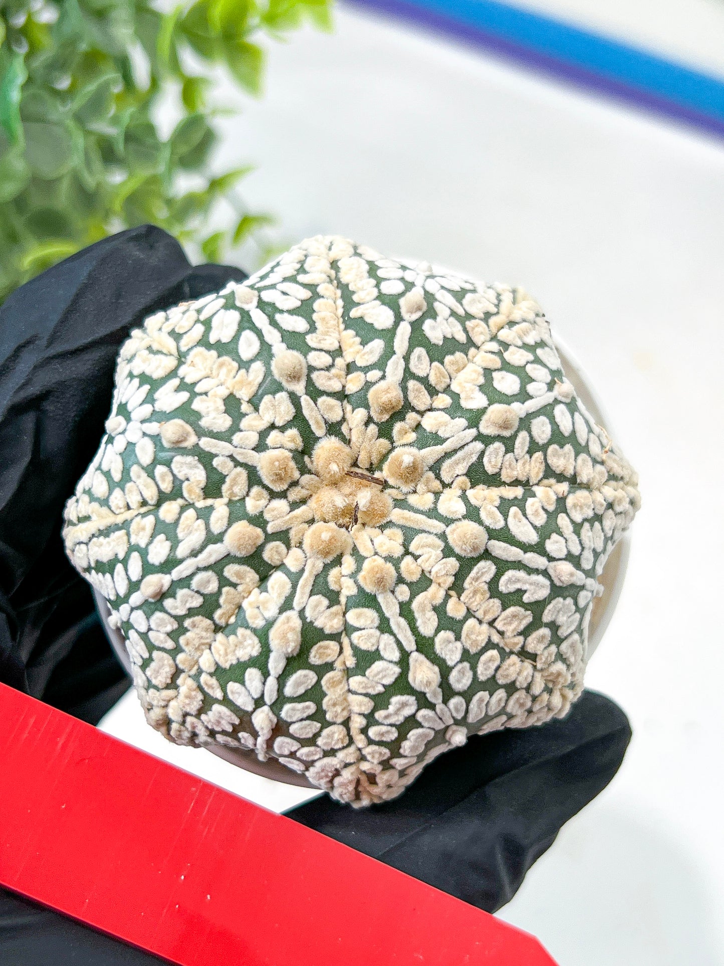 Astrophytum V-Type (#T5C) | NEVADA Plant Seller | 3" Pot