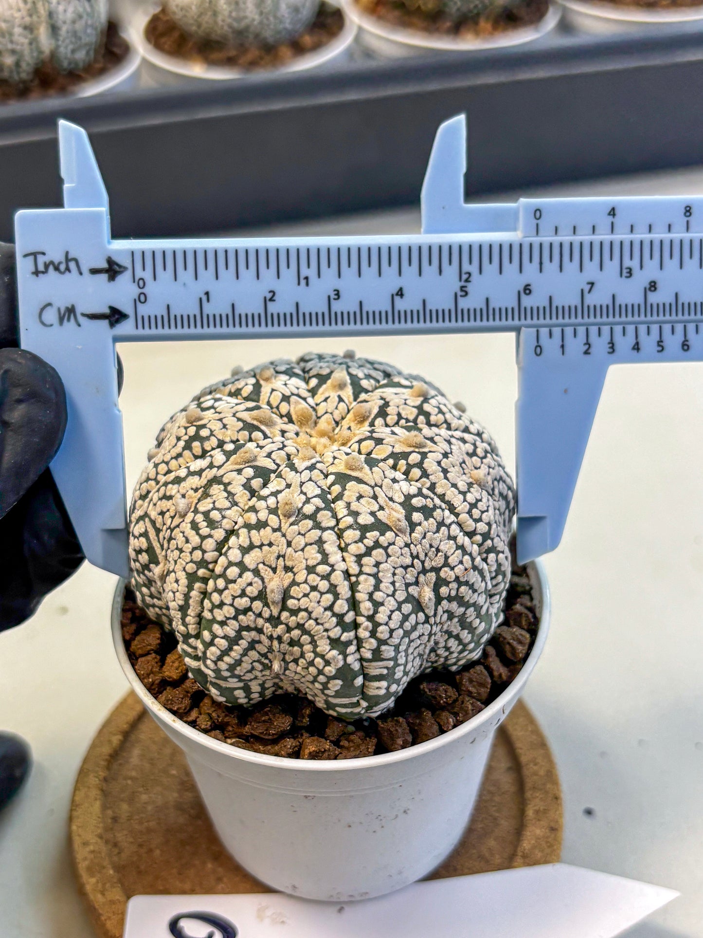 Astrophytum V Type (at5) (10) |  Sea urchin cactus
