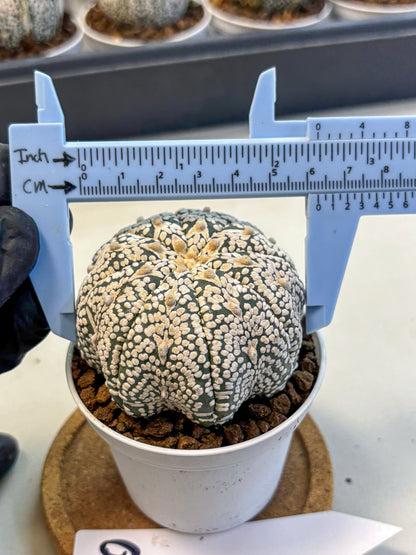Astrophytum V Type (at5) (10) |  Sea urchin cactus