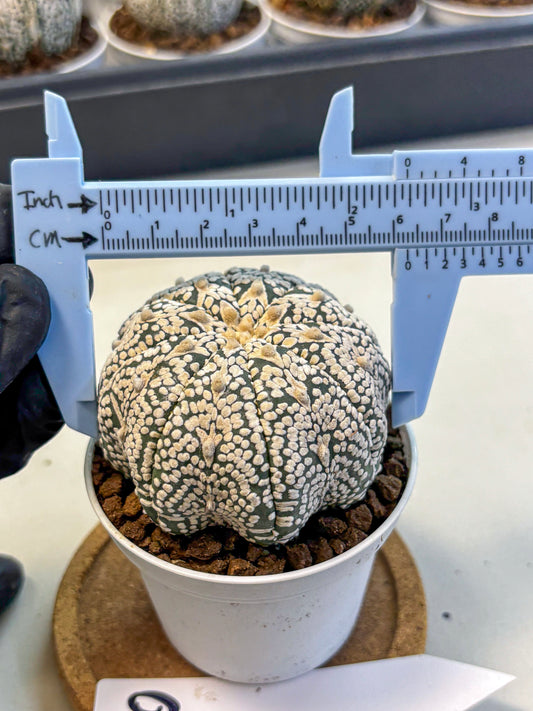 Astrophytum V Type (at5) (10) |  Sea urchin cactus