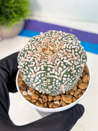 Astrophytum V-Type (at5) (y1) | Rare imported Plant