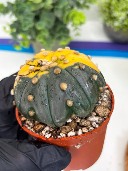 Astrophytum Variegated  (T5) (o3) | Nevada Plant Seller | 3" Pot
