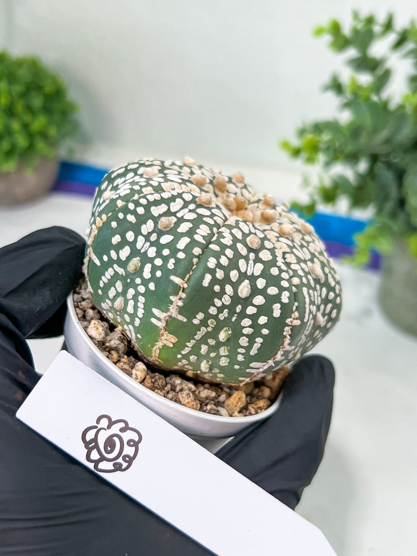 Astrophytum Super kabuto (#T2C) | Imported From Japan/korea | 3" Pot