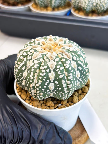 Astrophytum V-Type (at4) (y5) | Ship from Nevada
