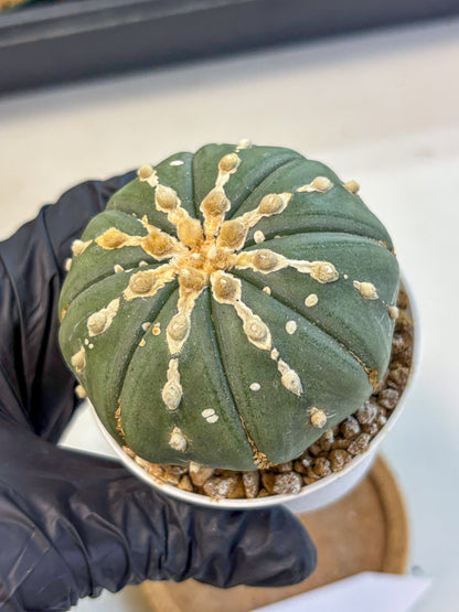 Astrophytum V Type Nudum (at9) (10) | Live Cactus