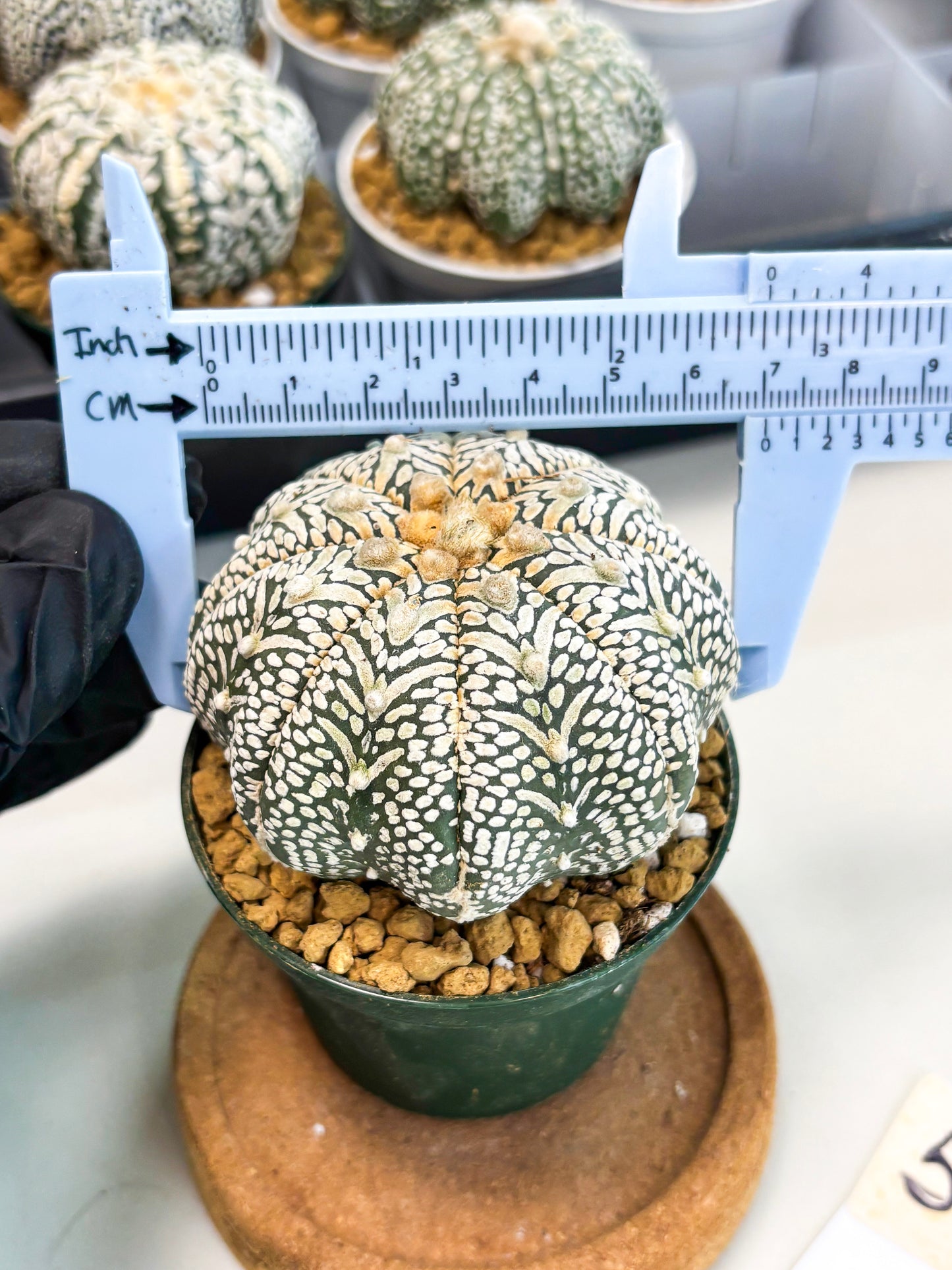 Astrophytum Star Shape (at2) (b5) | Japanese Import