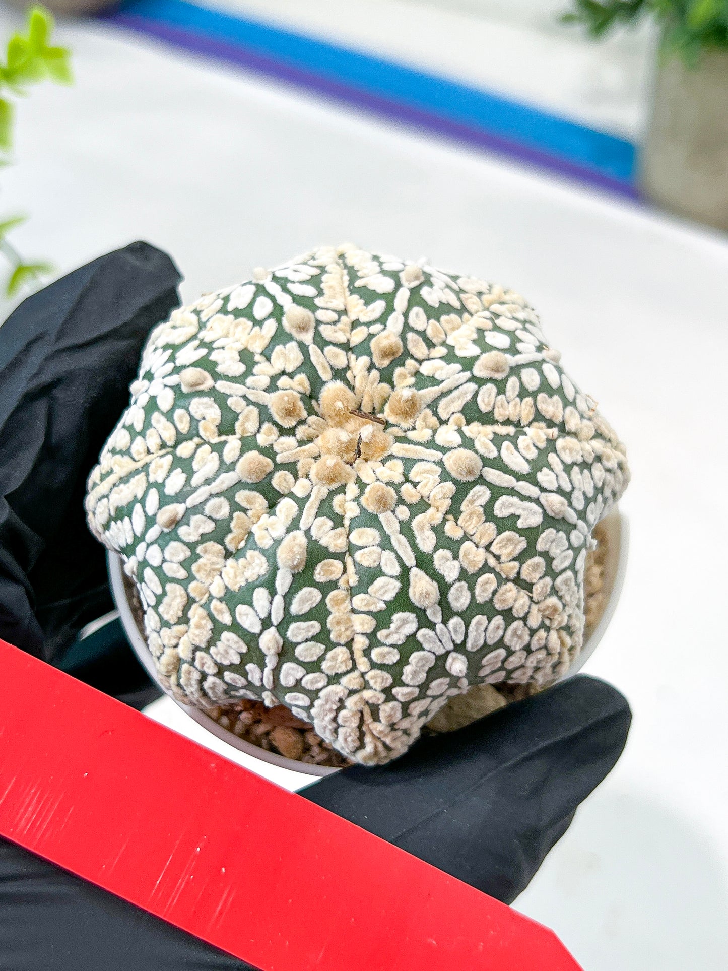 Astrophytum V-Type (#T5C) | NEVADA Plant Seller | 3" Pot