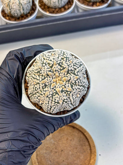 Astrophytum V Type (at5) (10) |  Sea urchin cactus