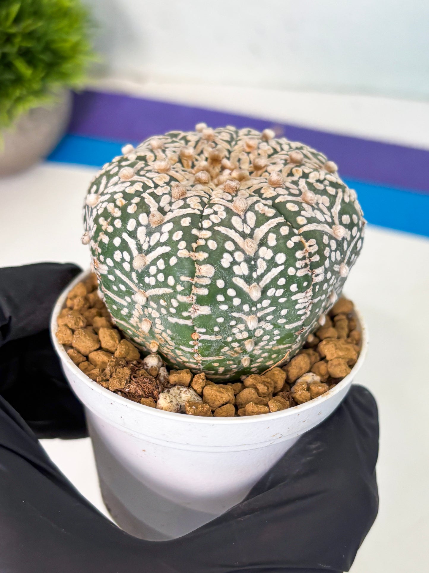 Astrophytum V-Type (at5) (y1) | Rare imported Plant