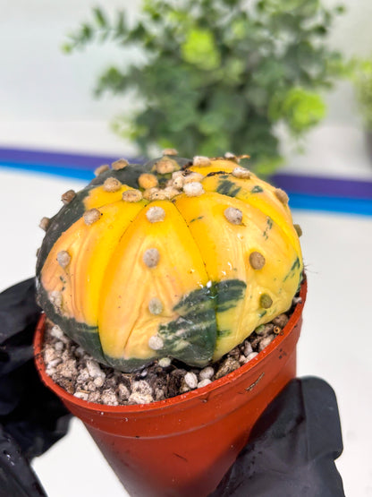 Astrophytum Variegated  (T5) (o3) | Nevada Plant Seller | 3" Pot