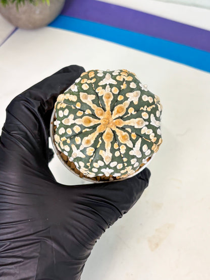 Astrophytum V-Type (at4) (y1) | Ship from Nevada