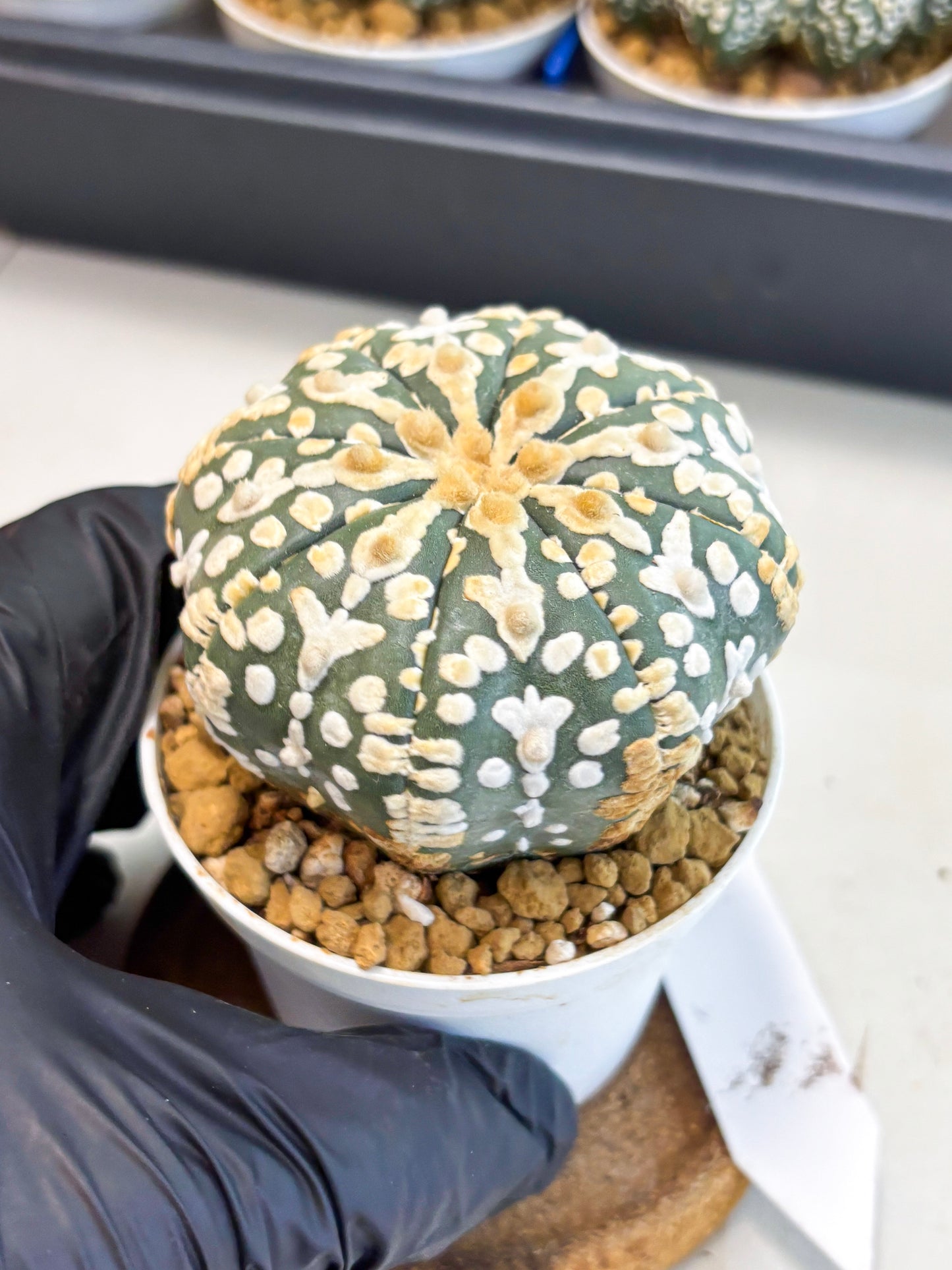 Astrophytum V-Type (at4) (y1) | Ship from Nevada