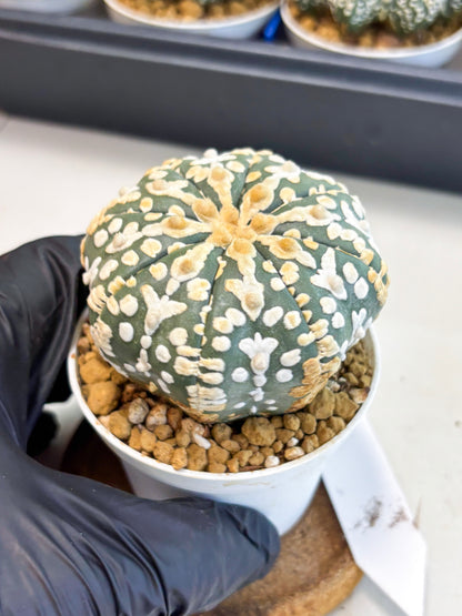 Astrophytum V-Type (at4) (y1) | Ship from Nevada