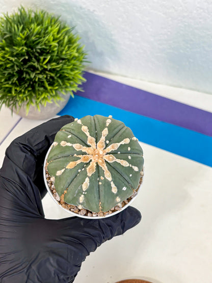 Astrophytum V Type Nudum (at9) (10) | Live Cactus