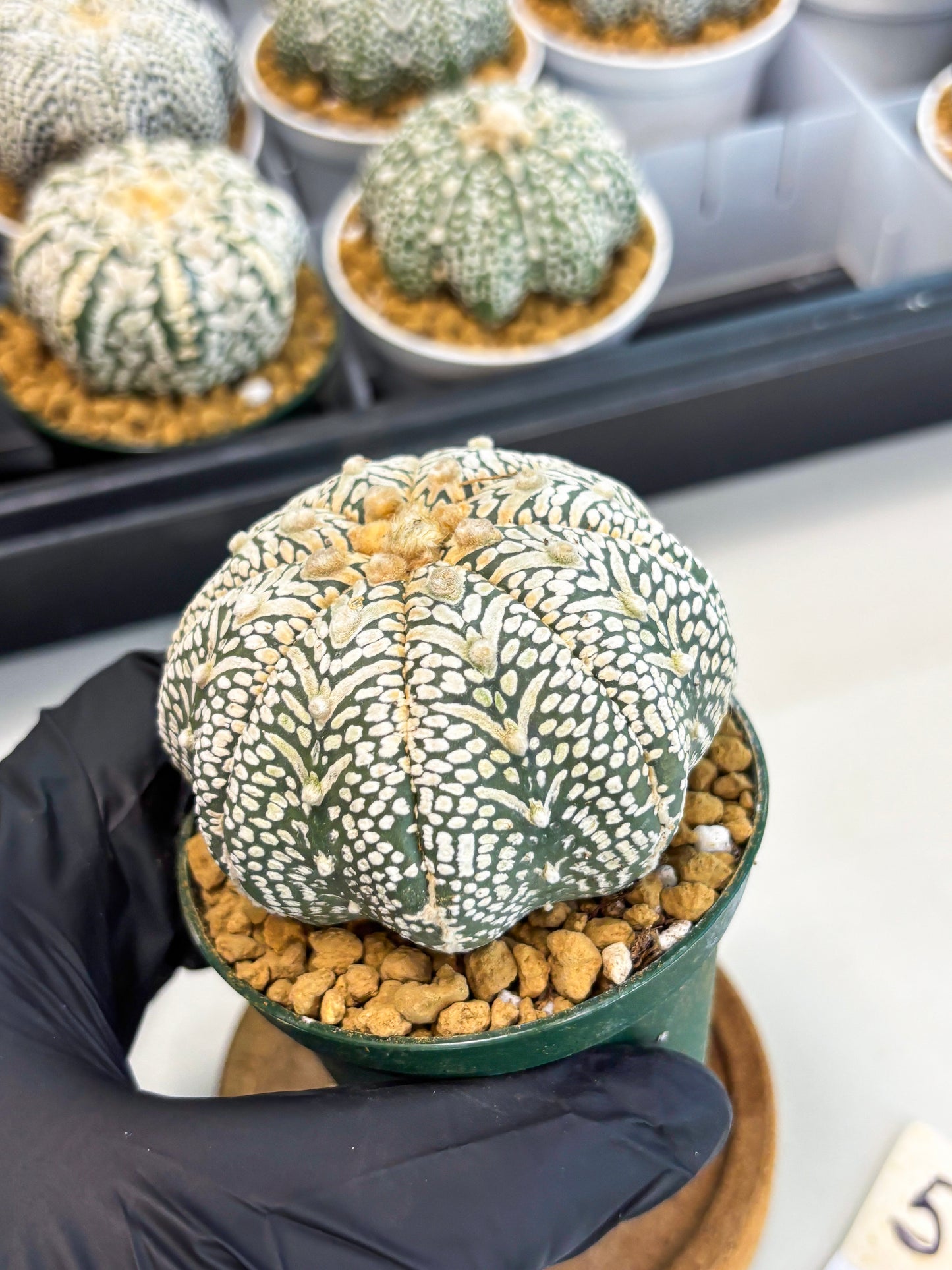 Astrophytum Star Shape (at2) (b5) | Japanese Import