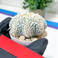 Astrophytum V-Type (#T5C) | NEVADA Plant Seller | 3" Pot