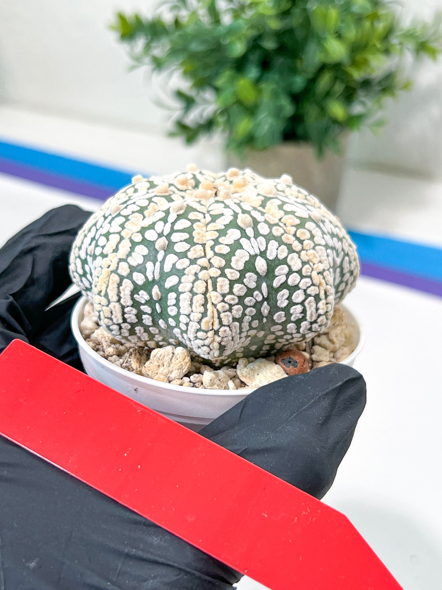 Astrophytum V-Type (#T5C) | NEVADA Plant Seller | 3" Pot