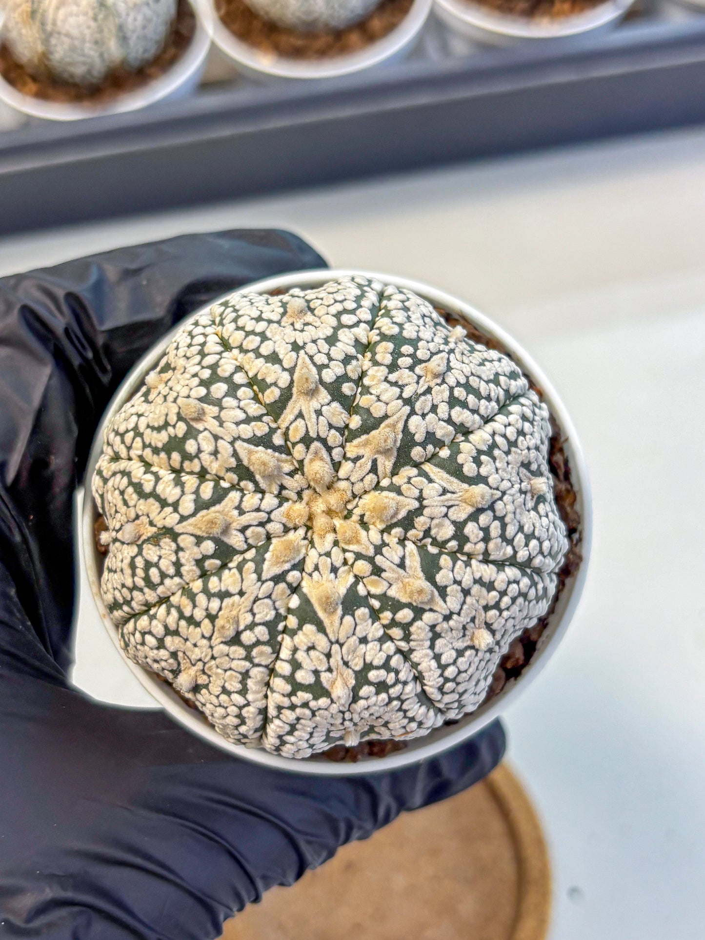 Astrophytum V Type (at5) (10) |  Sea urchin cactus