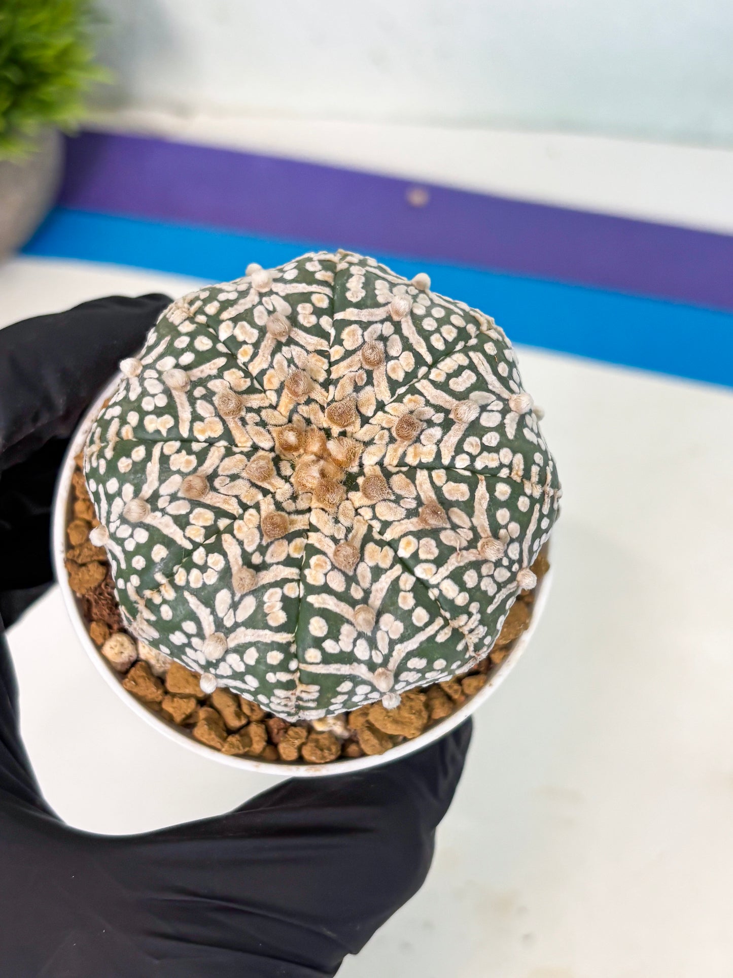 Astrophytum V-Type (at5) (y1) | Rare imported Plant
