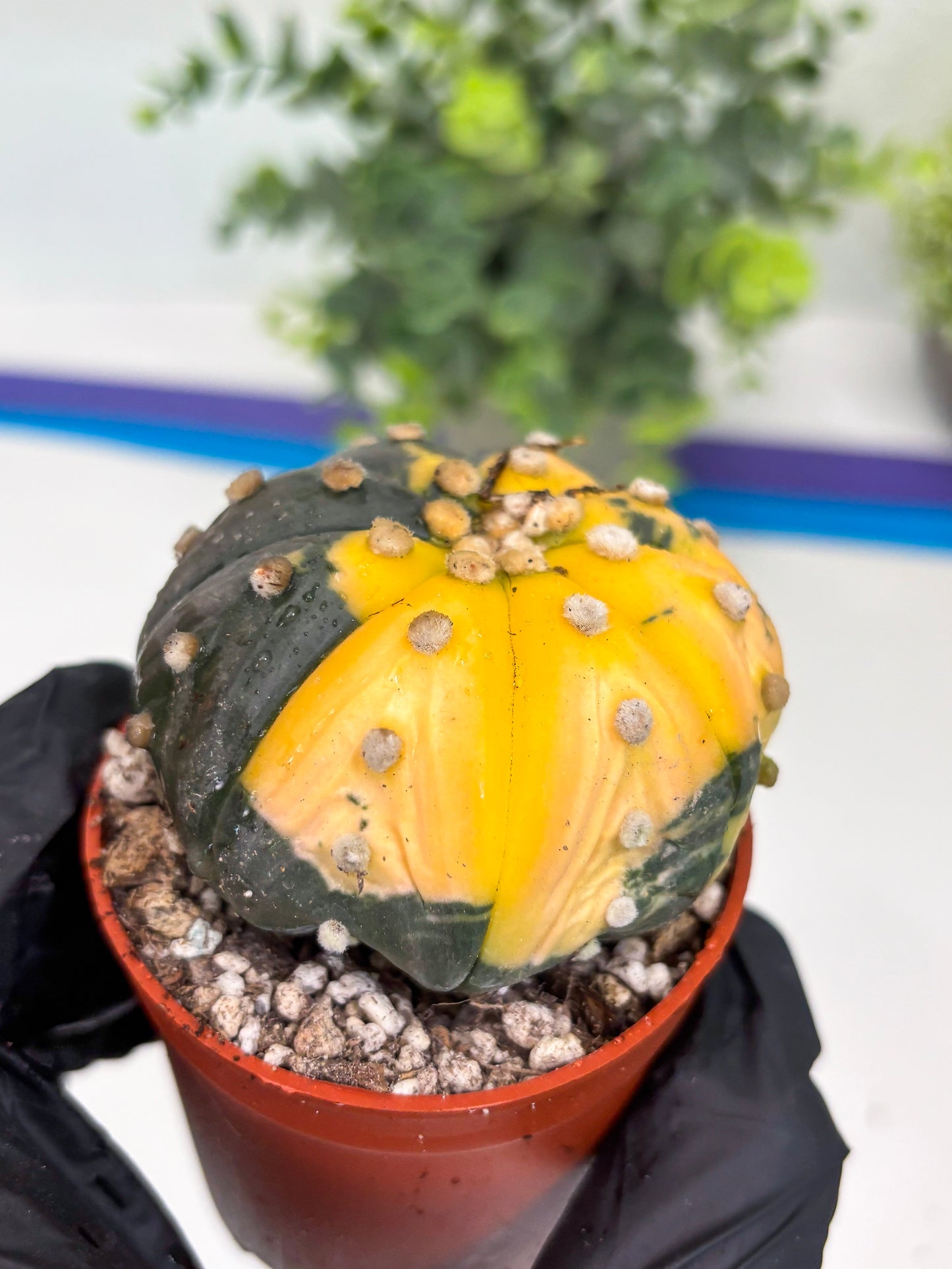 Astrophytum Variegated  (T5) (o3) | Nevada Plant Seller | 3" Pot