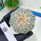 Astrophytum Super kabuto (#T2C) | Imported From Japan/korea | 3" Pot