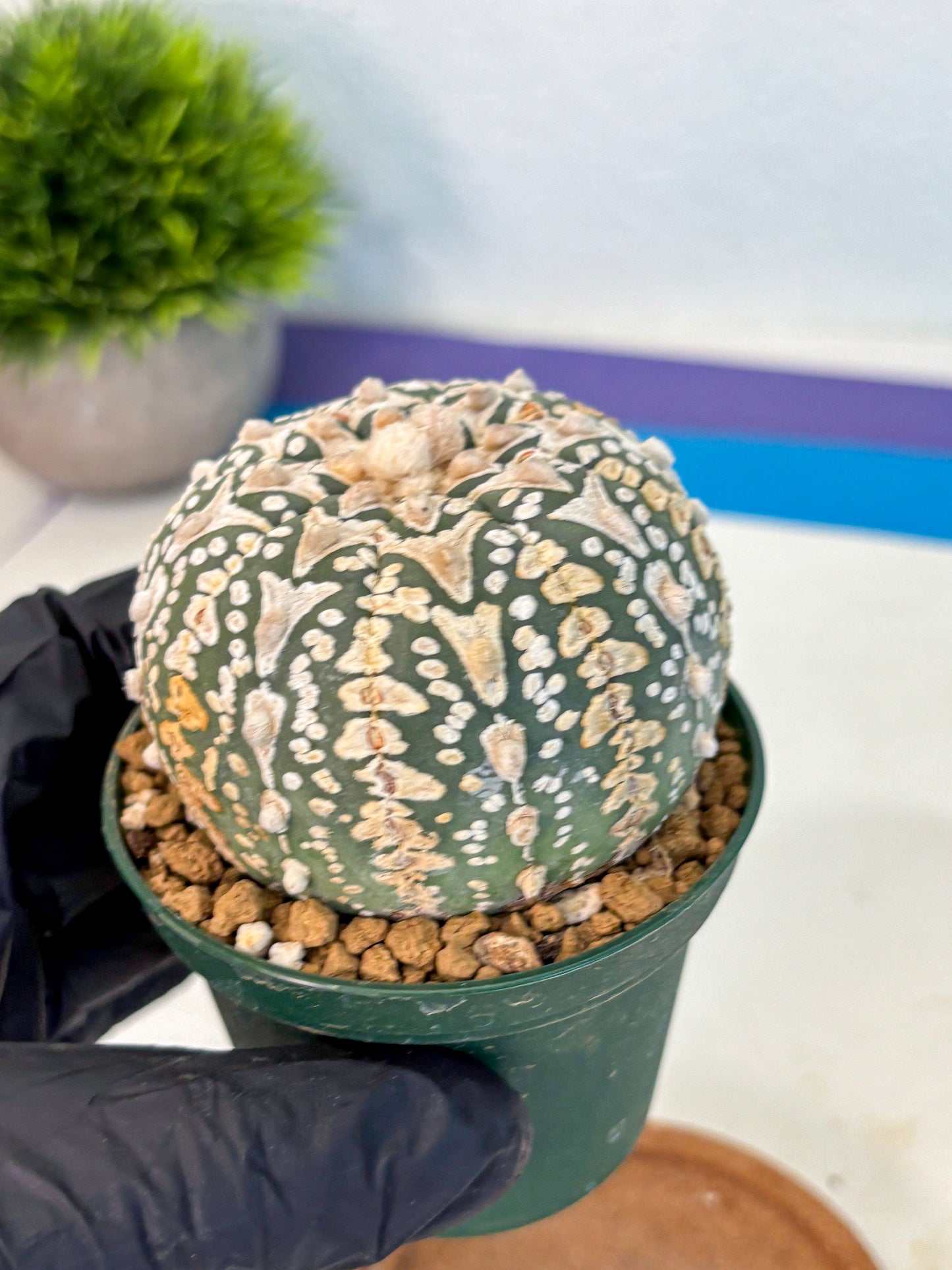 Astrophytum V Type (at2) (10) | Live Plant | Rare Collection