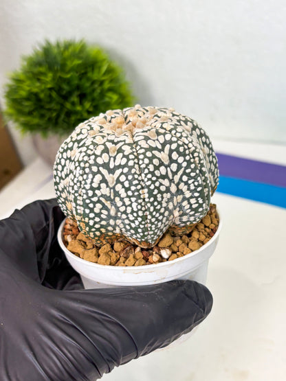 Astrophytum V-Type (at4) (y6) | Ship from Nevada