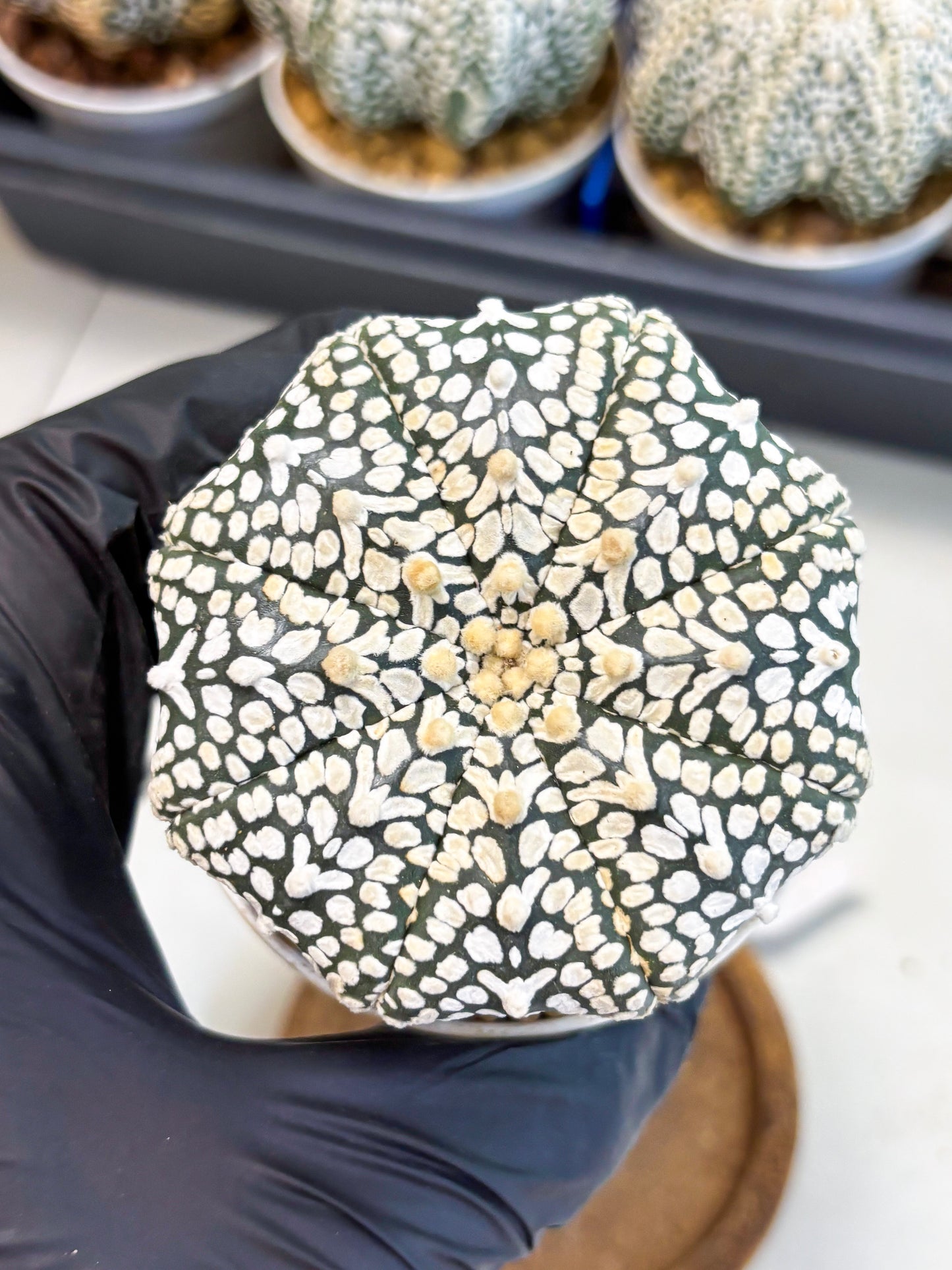 Astrophytum V-Type (at4) (y2) | Ship from Nevada