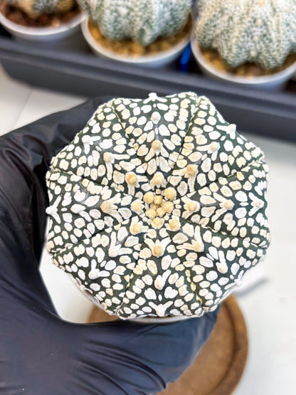 Astrophytum V-Type (at4) (y2) | Ship from Nevada