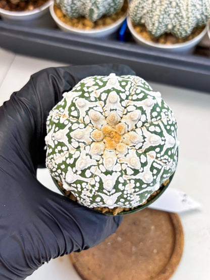 Astrophytum V-Type (at4) (r6) | Ship from Nevada