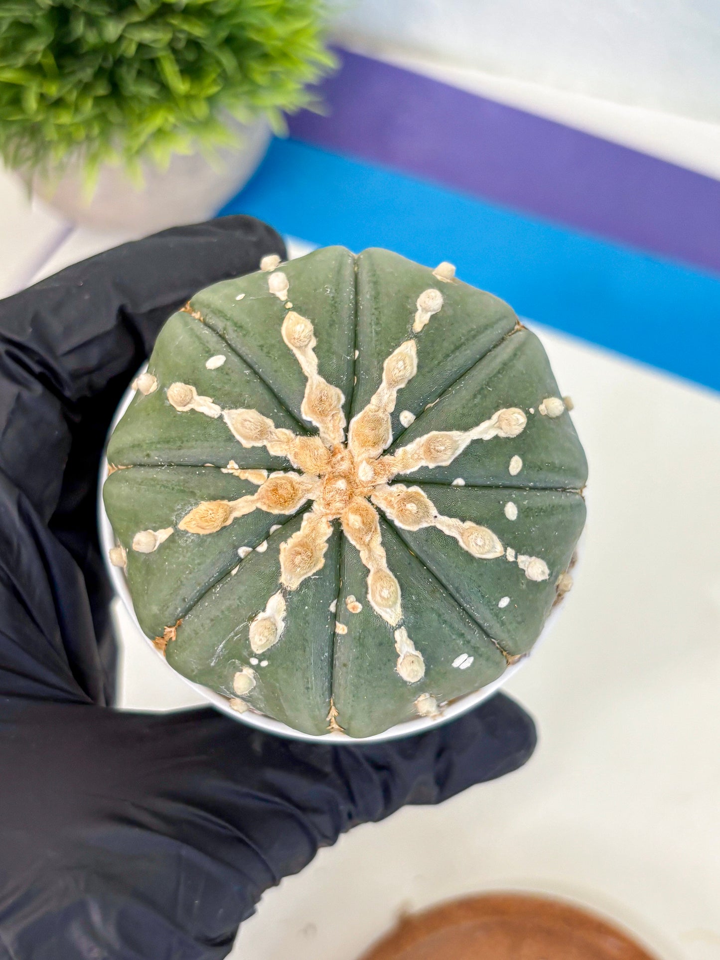 Astrophytum V Type Nudum (at9) (10) | Live Cactus
