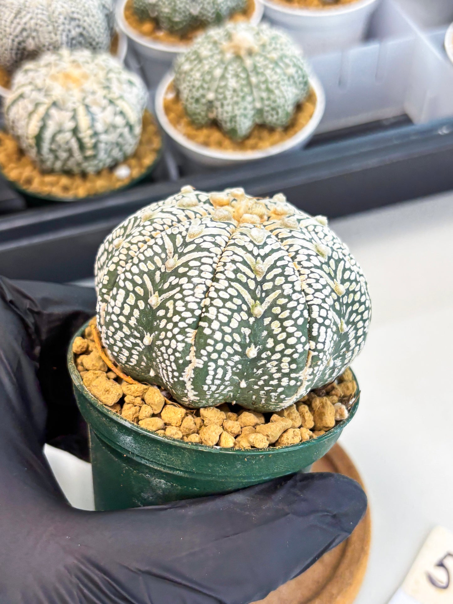 Astrophytum Star Shape (at2) (b5) | Japanese Import