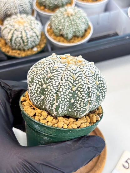 Astrophytum Star Shape (at2) (b5) | Japanese Import