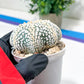 Astrophytum V-Type (#T5C) | NEVADA Plant Seller | 3" Pot