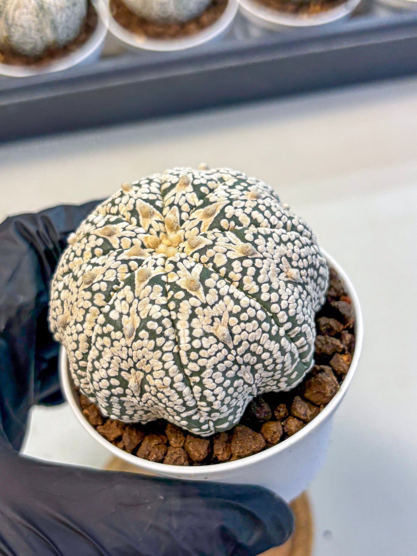 Astrophytum V Type (at5) (10) |  Sea urchin cactus