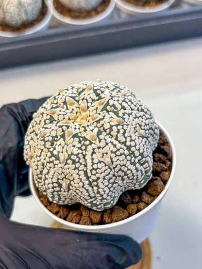 Astrophytum V Type (at5) (10) |  Sea urchin cactus