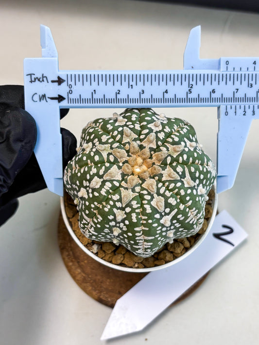 Astrophytum V-Type (at5) (y2) | Rare imported Plant