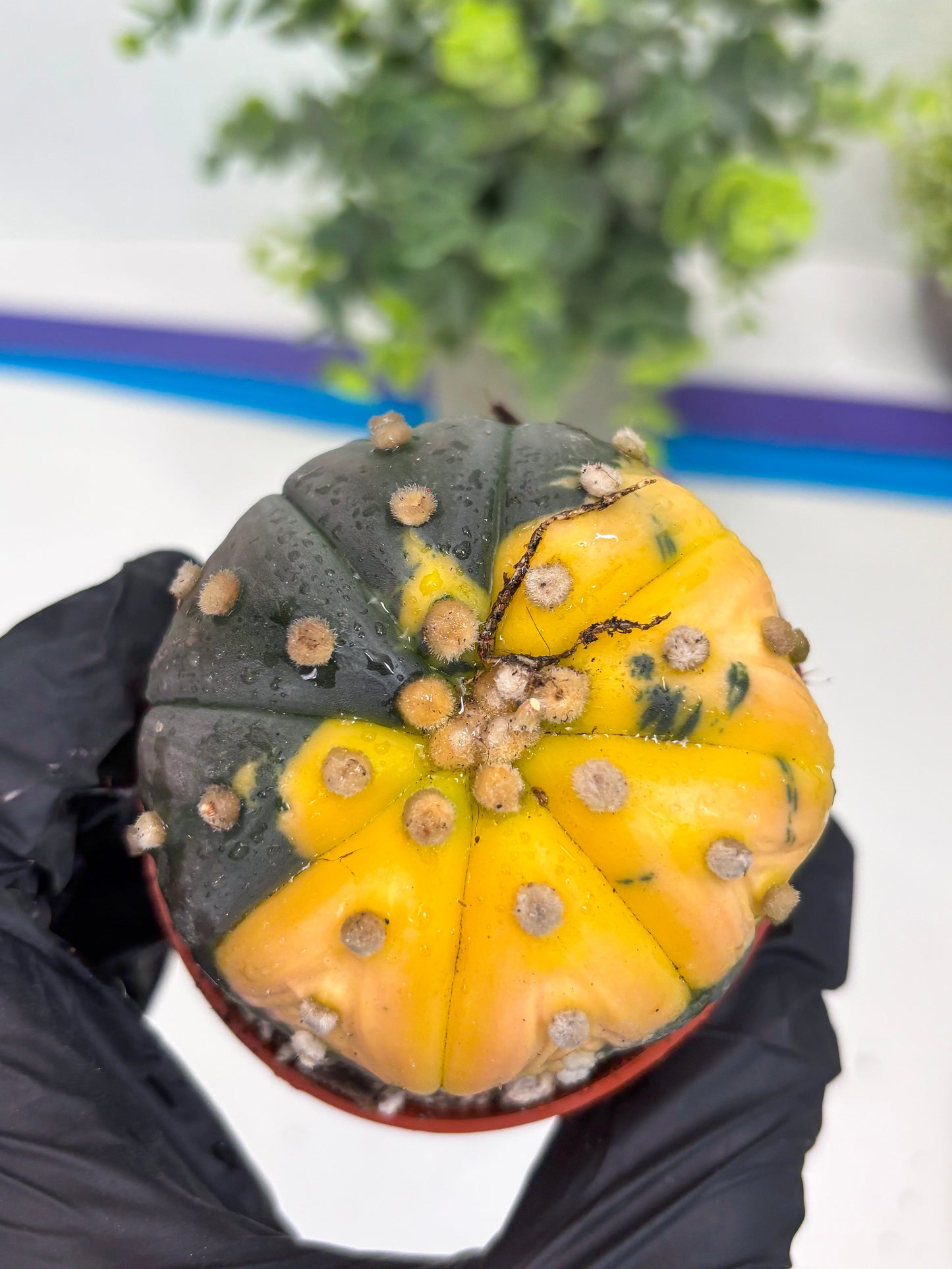 Astrophytum Variegated  (T5) (o3) | Nevada Plant Seller | 3" Pot