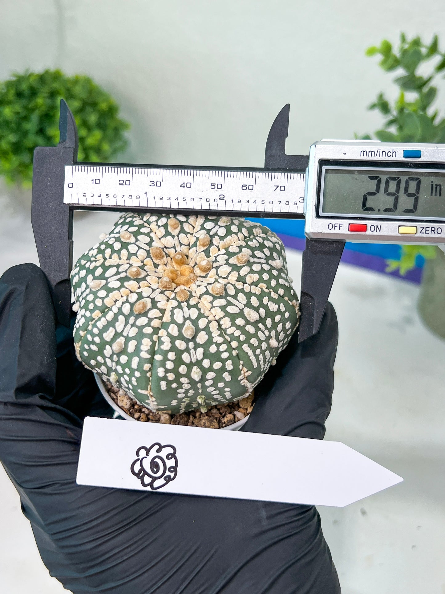 Astrophytum Super kabuto (#T2C) | Imported From Japan/korea | 3" Pot
