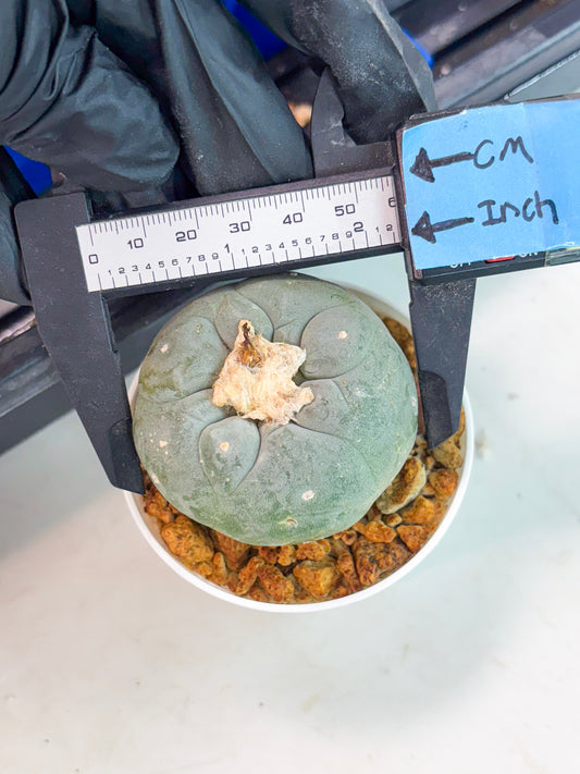 Spineless Cactus (Lo1) (b3) | For Advanced Growers