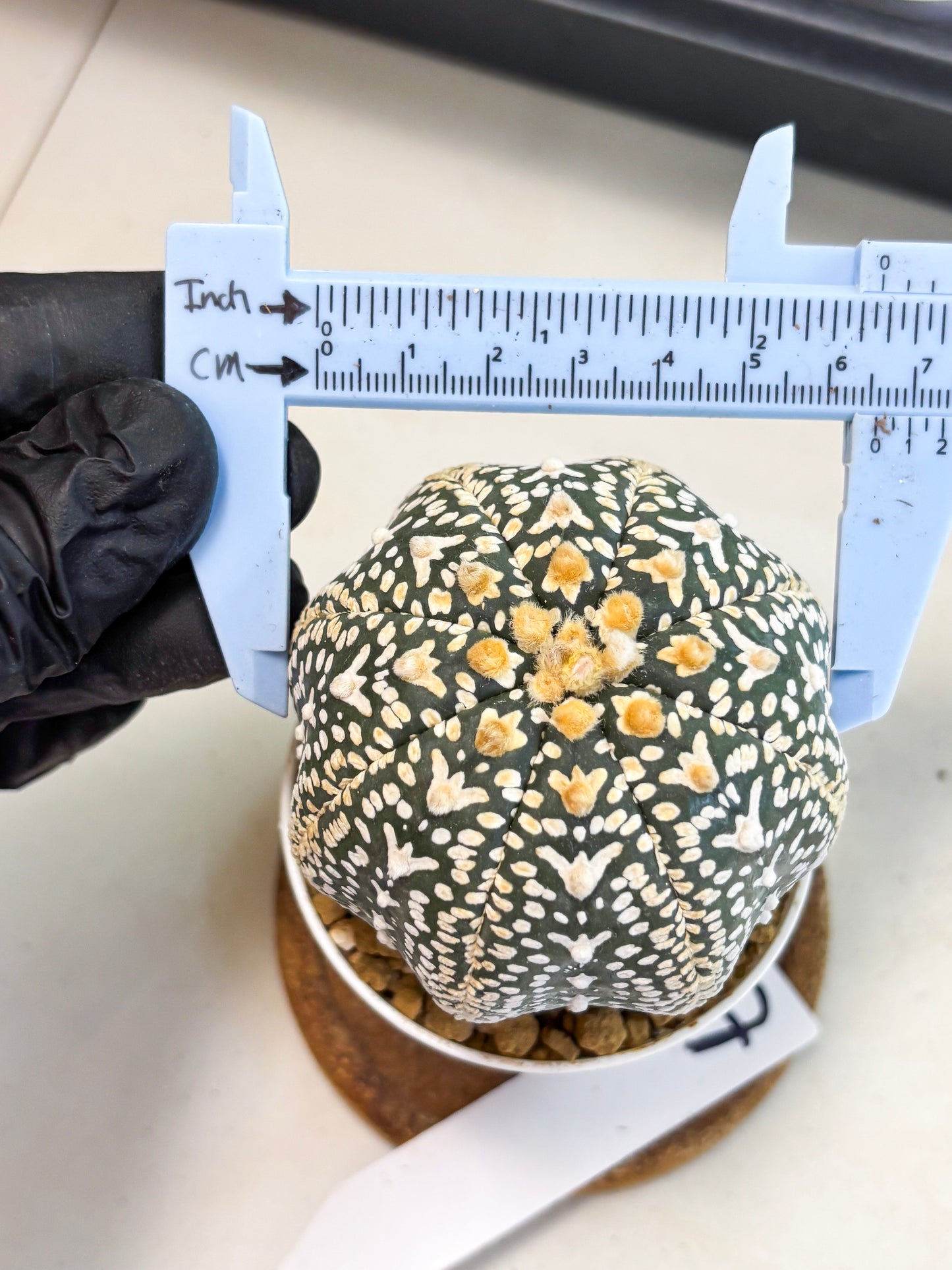 Astrophytum V-Type (at4) (y7) | Ship from Nevada
