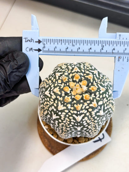 Astrophytum V-Type (at4) (y7) | Ship from Nevada