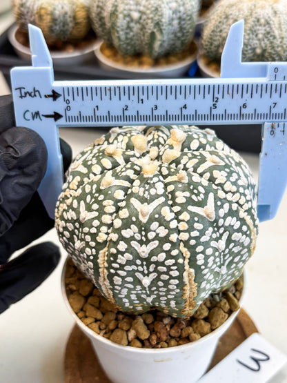 Astrophytum V-Type (at4) (y3) | Ship from Nevada