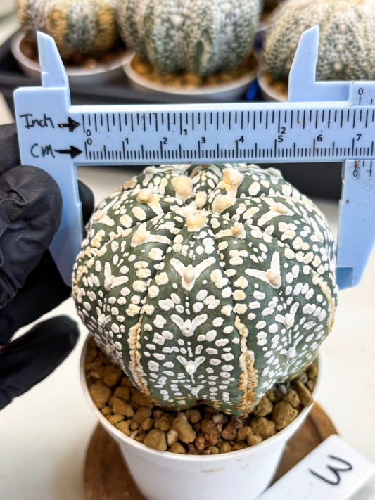 Astrophytum V-Type (at4) (y3) | Ship from Nevada