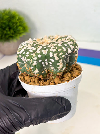 Astrophytum V-Type (at4) (y4) | Ship from Nevada