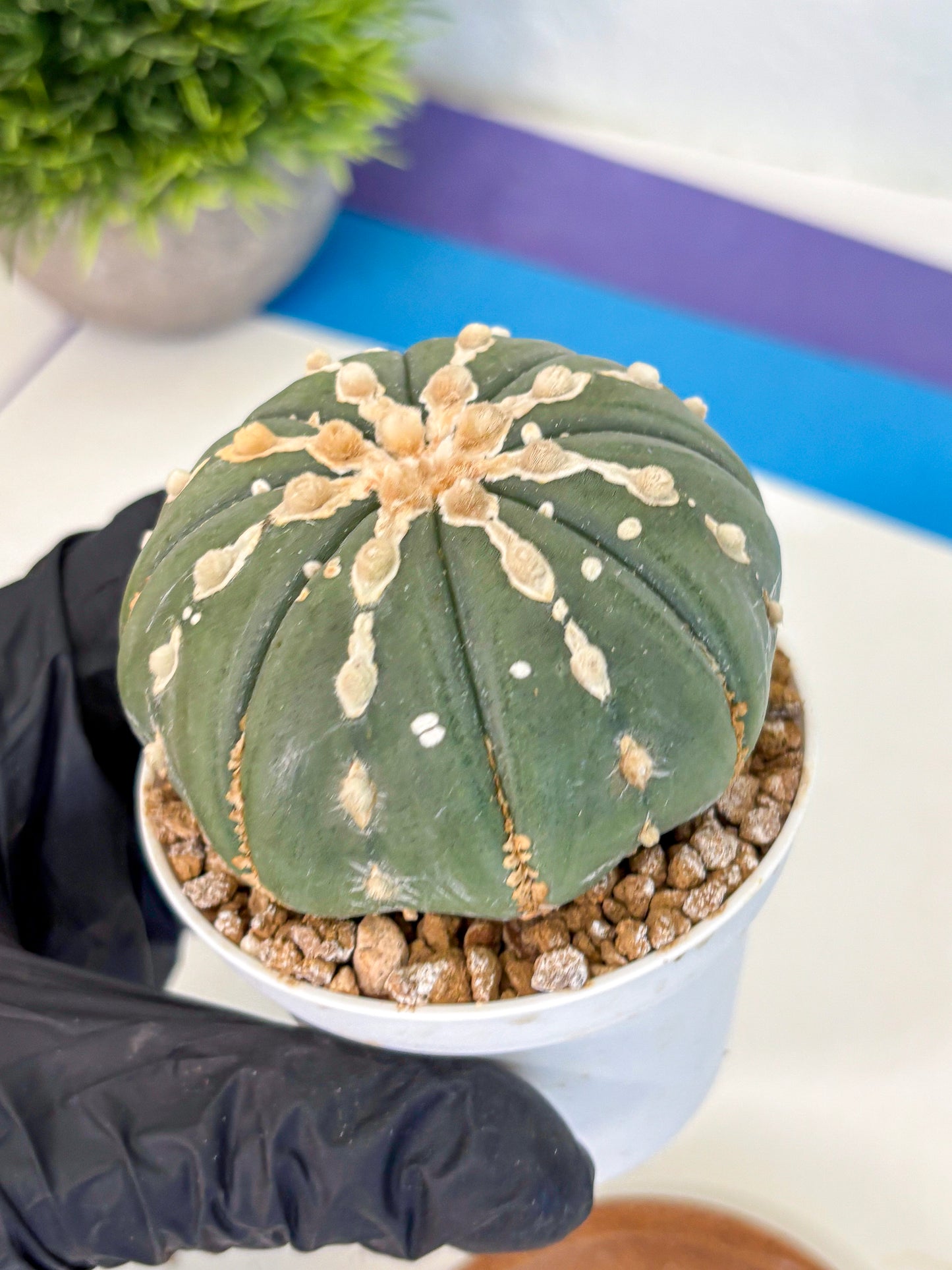 Astrophytum V Type Nudum (at9) (10) | Live Cactus