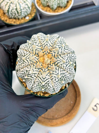 Astrophytum Star Shape (at2) (b5) | Japanese Import
