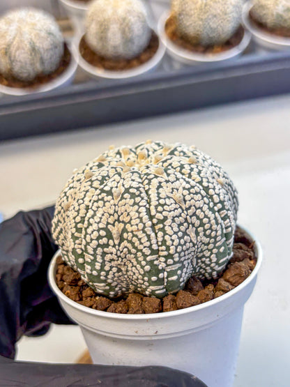 Astrophytum V Type (at5) (10) |  Sea urchin cactus