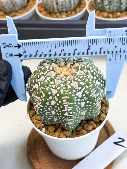 Astrophytum V-Type (at5) (y2) | Rare imported Plant
