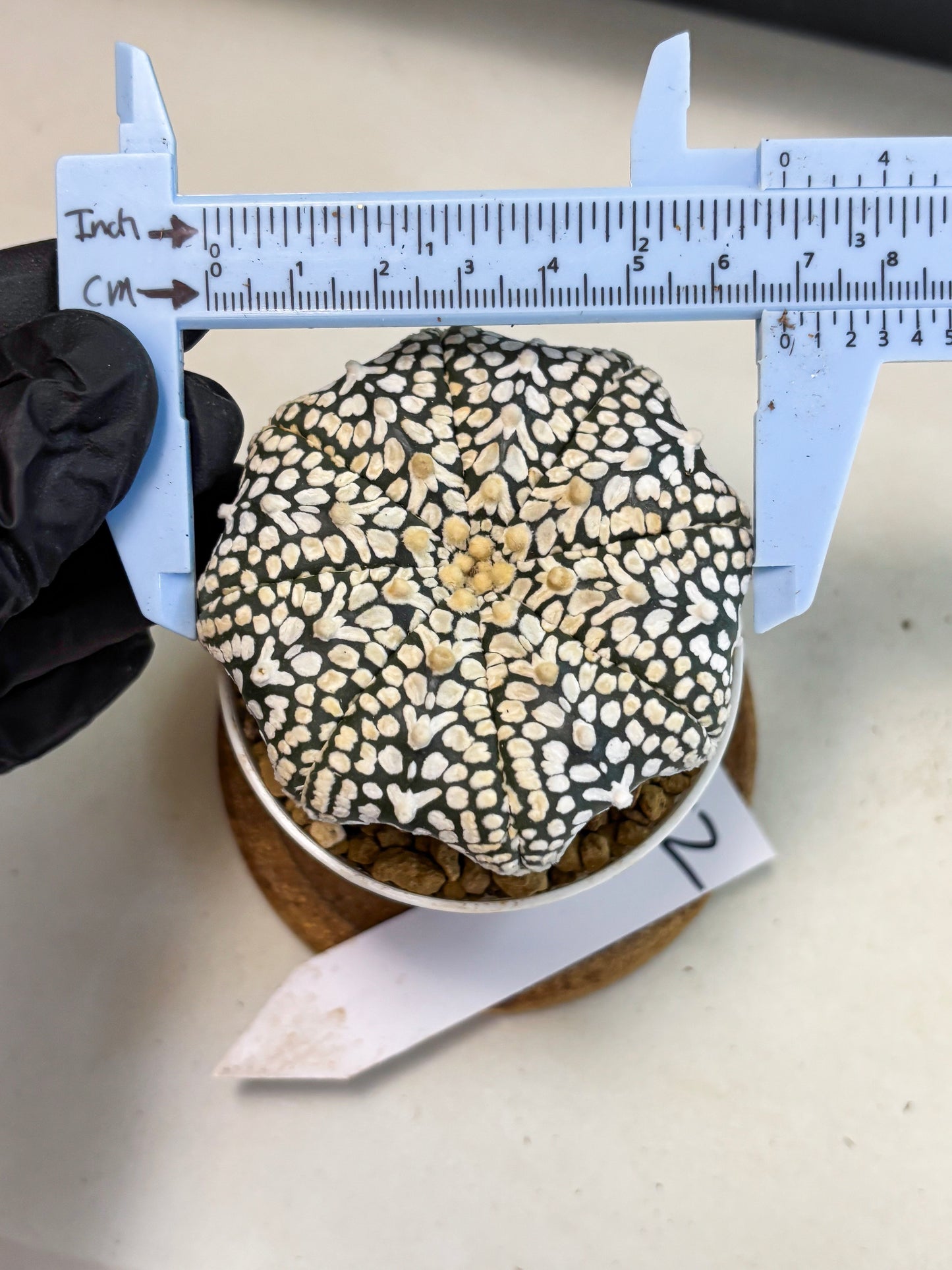 Astrophytum V-Type (at4) (y2) | Ship from Nevada